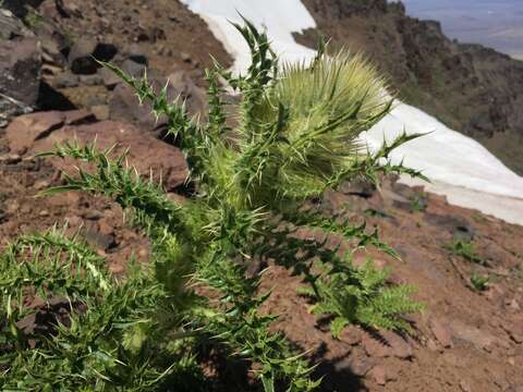 Imagem de Cirsium eatonii var. peckii (L. F. Henderson) D. J. Keil