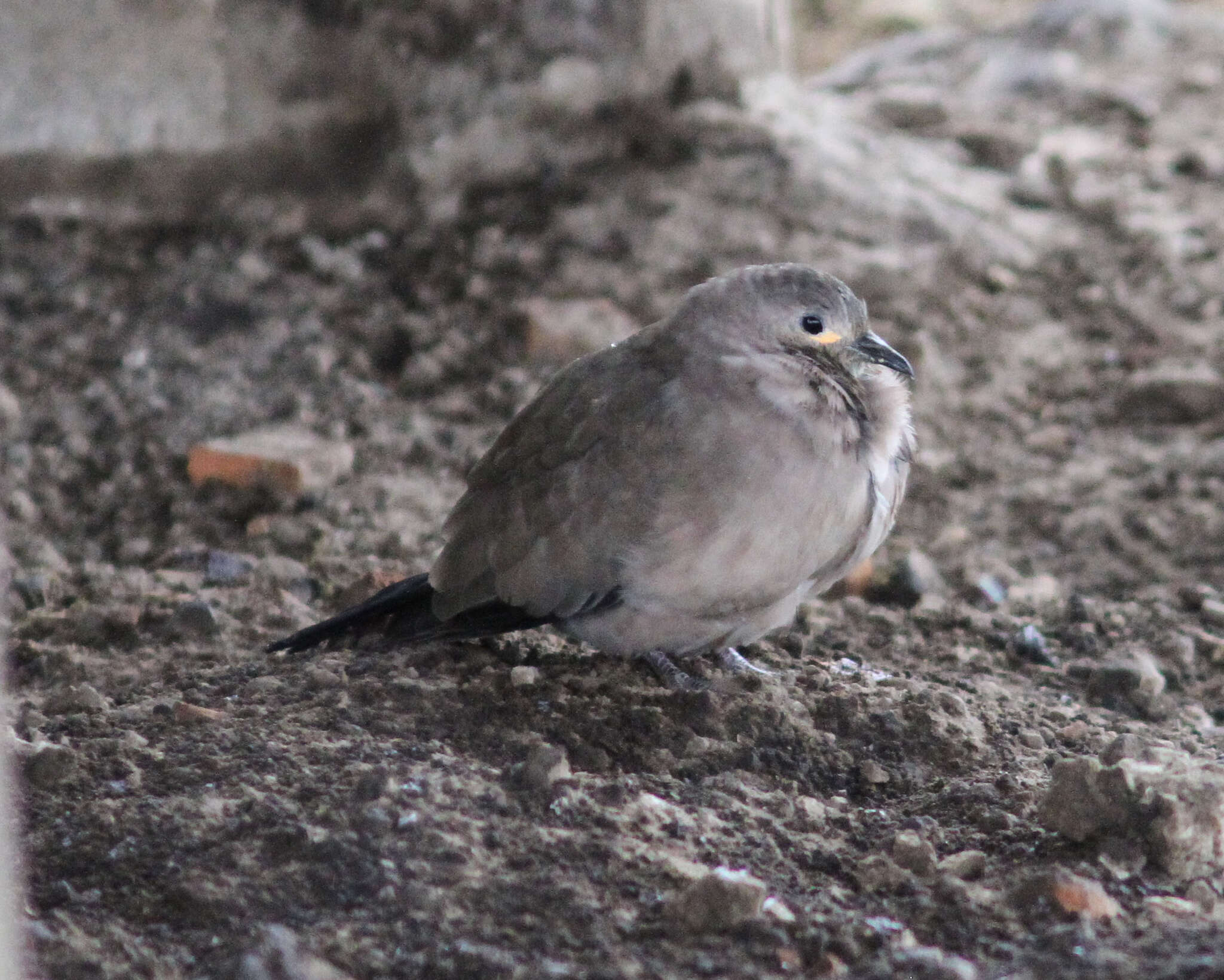 Metriopelia melanoptera (Molina 1782)的圖片