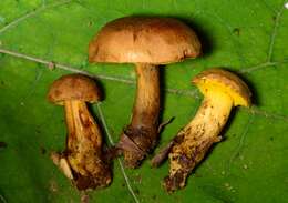 Image of Aureoboletus innixus (Frost) Halling, A. R. Bessette & Bessette 2015