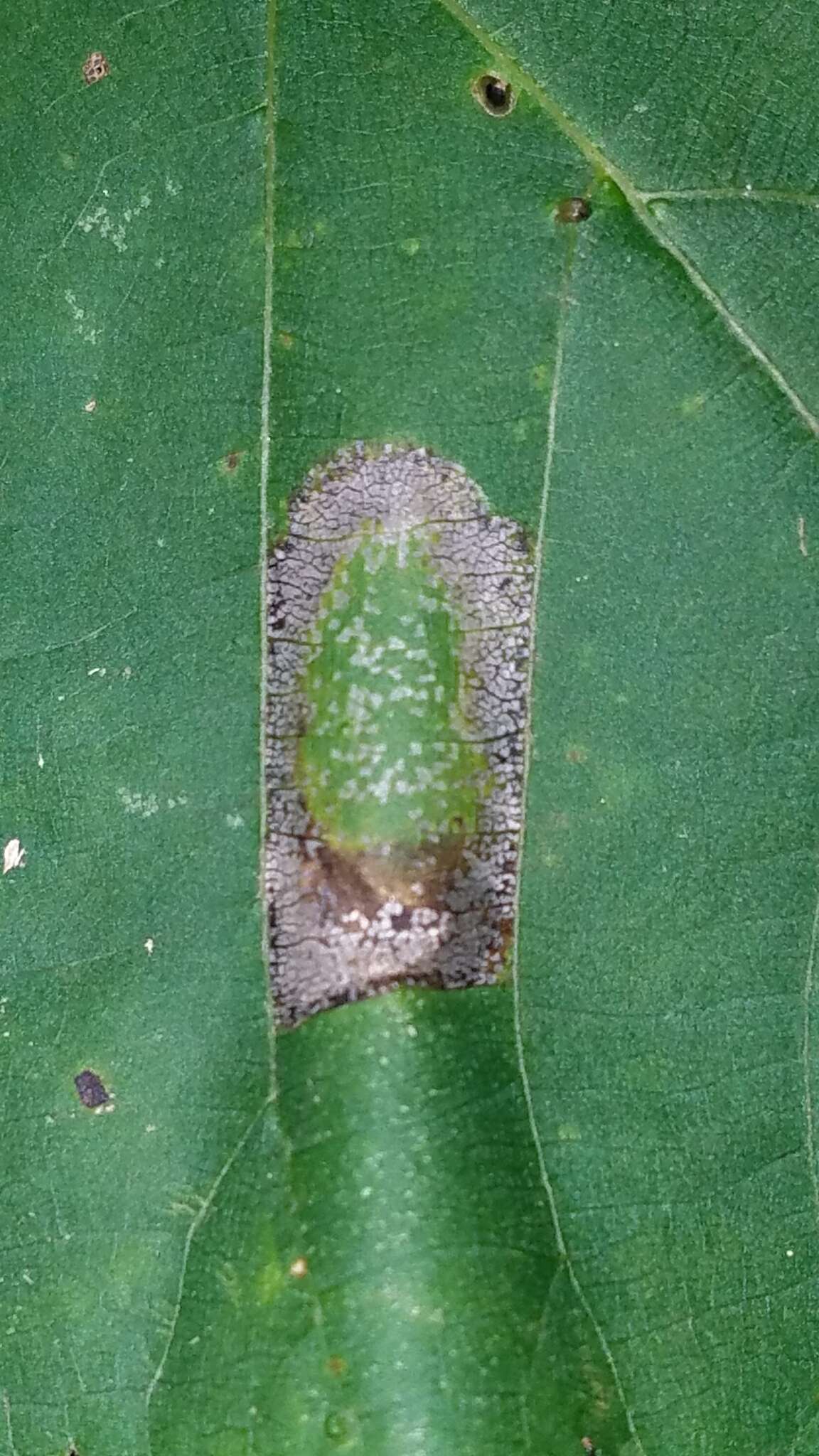 Phyllonorycter lucetiella (Clemens 1859)的圖片