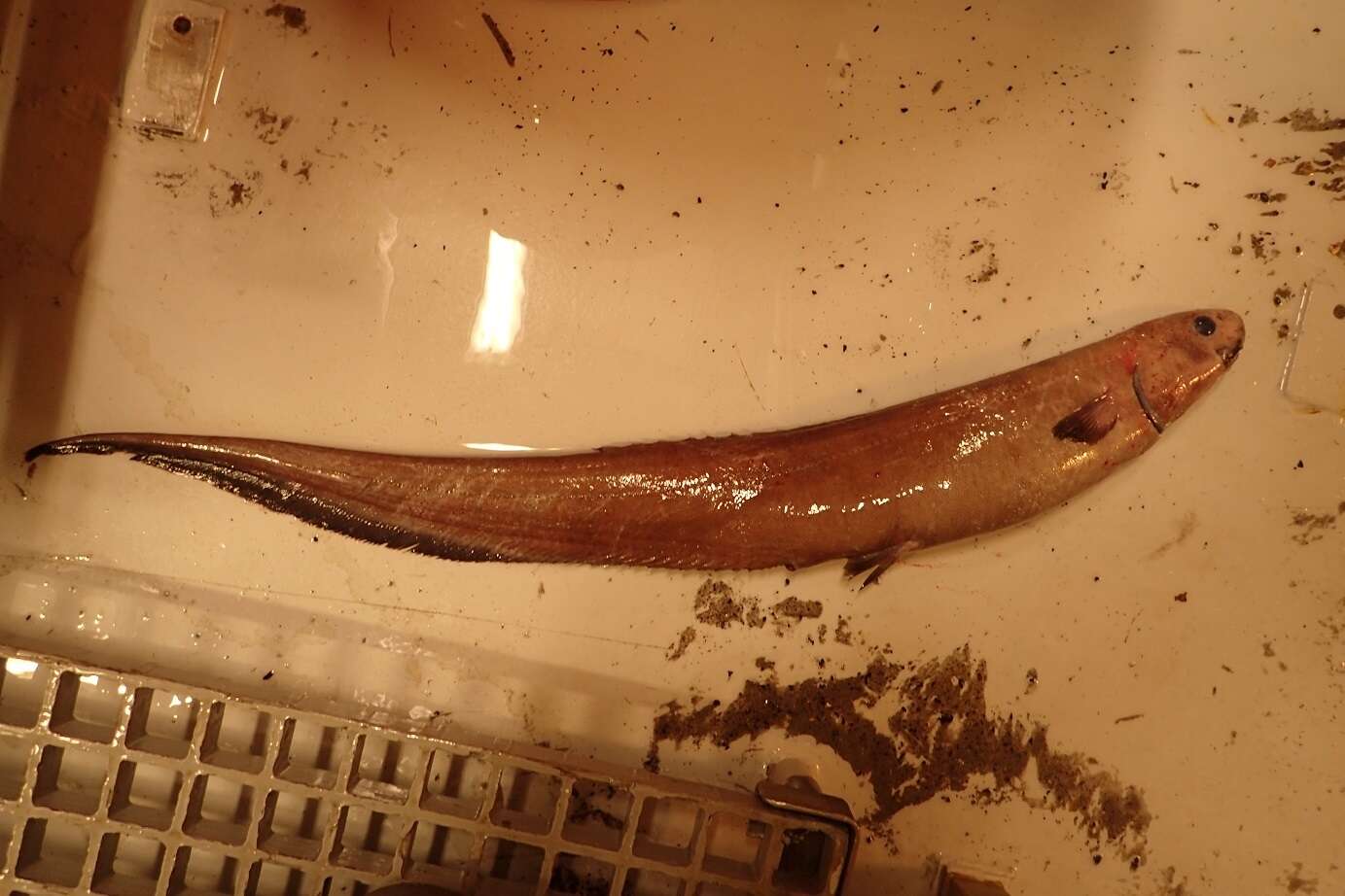 Image of deep-sea spiny eels