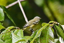 Image of Blue-headed Vireo