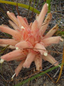 Image of Hyobanche rubra N. E. Br.