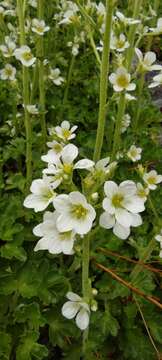 Imagem de Saxifraga aquatica Lapeyr.