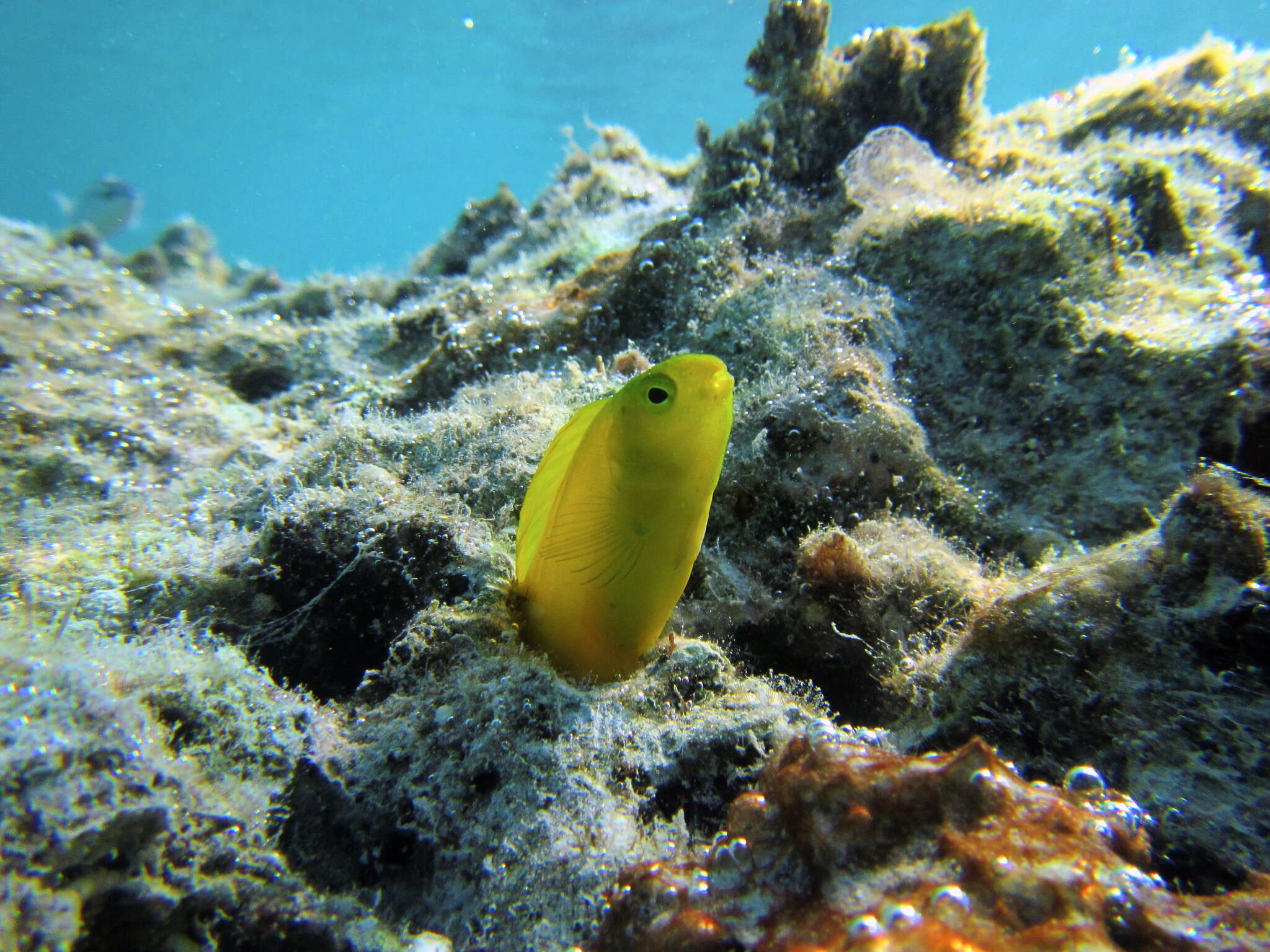 Image of Canary fangblenny