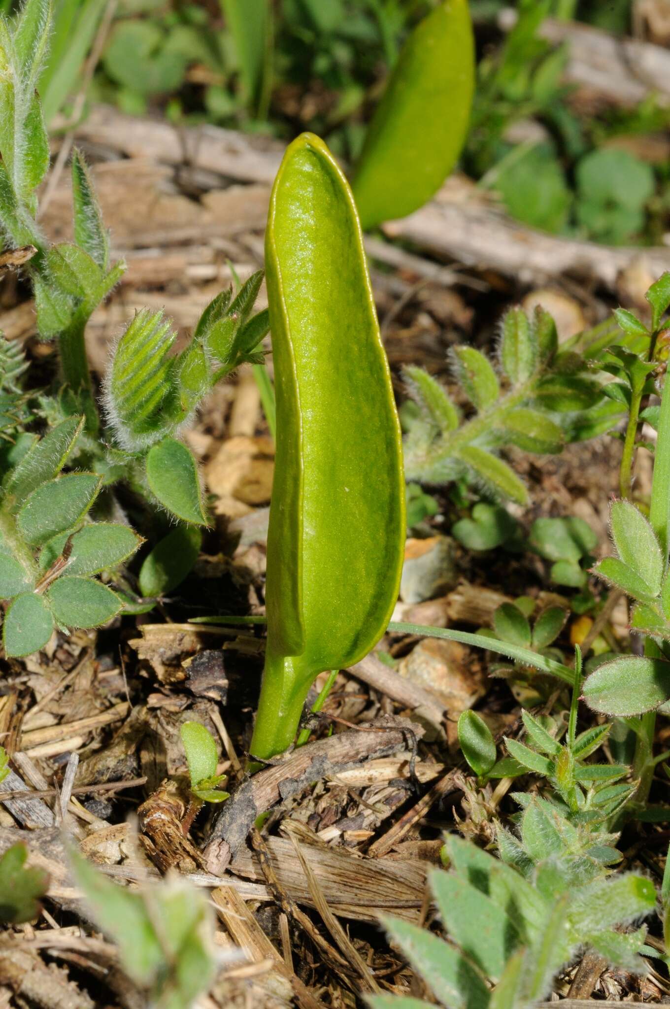 Image de ophioglosse vulgaire