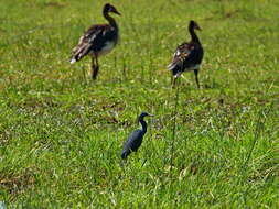 Image of Slaty Egret