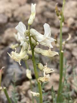 Sivun Astragalus leibergii M. E. Jones kuva