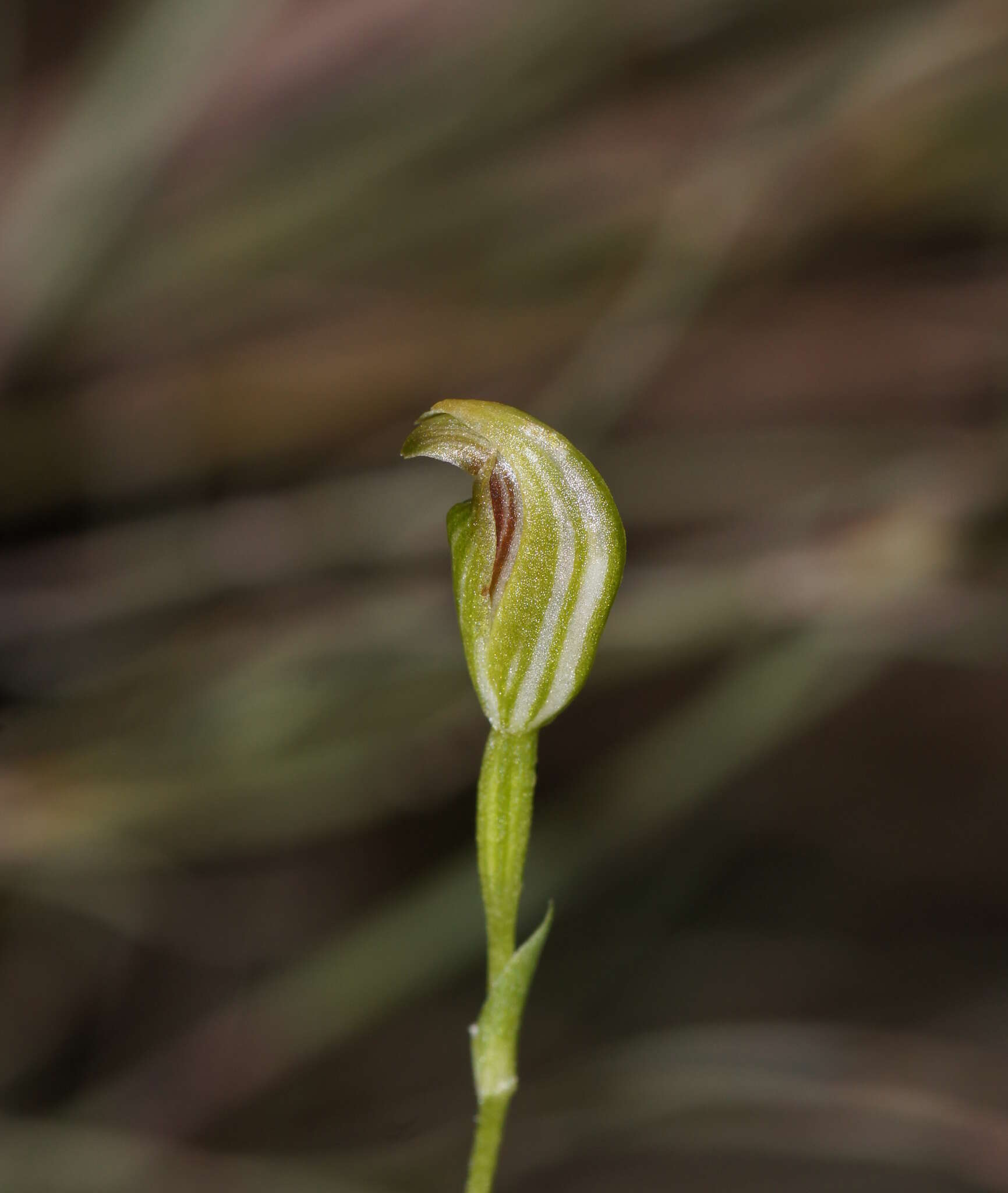 Image of Tiny greenhood