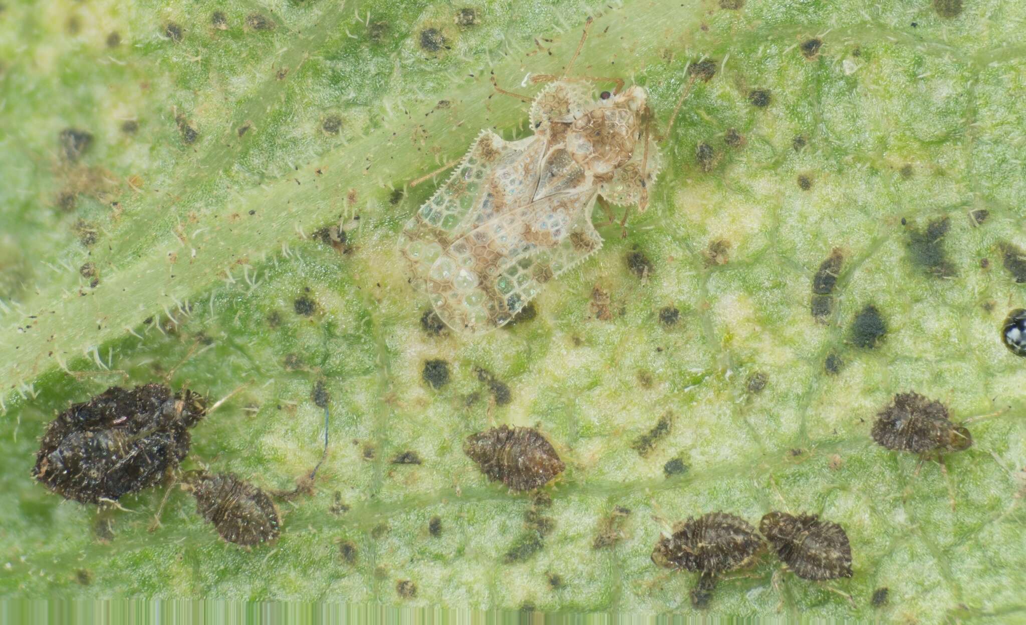 Image of Morrill lace bug