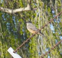 Image of Say's Phoebe