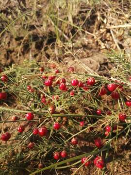 Image of Asparagus inderiensis Blume ex Ledeb.