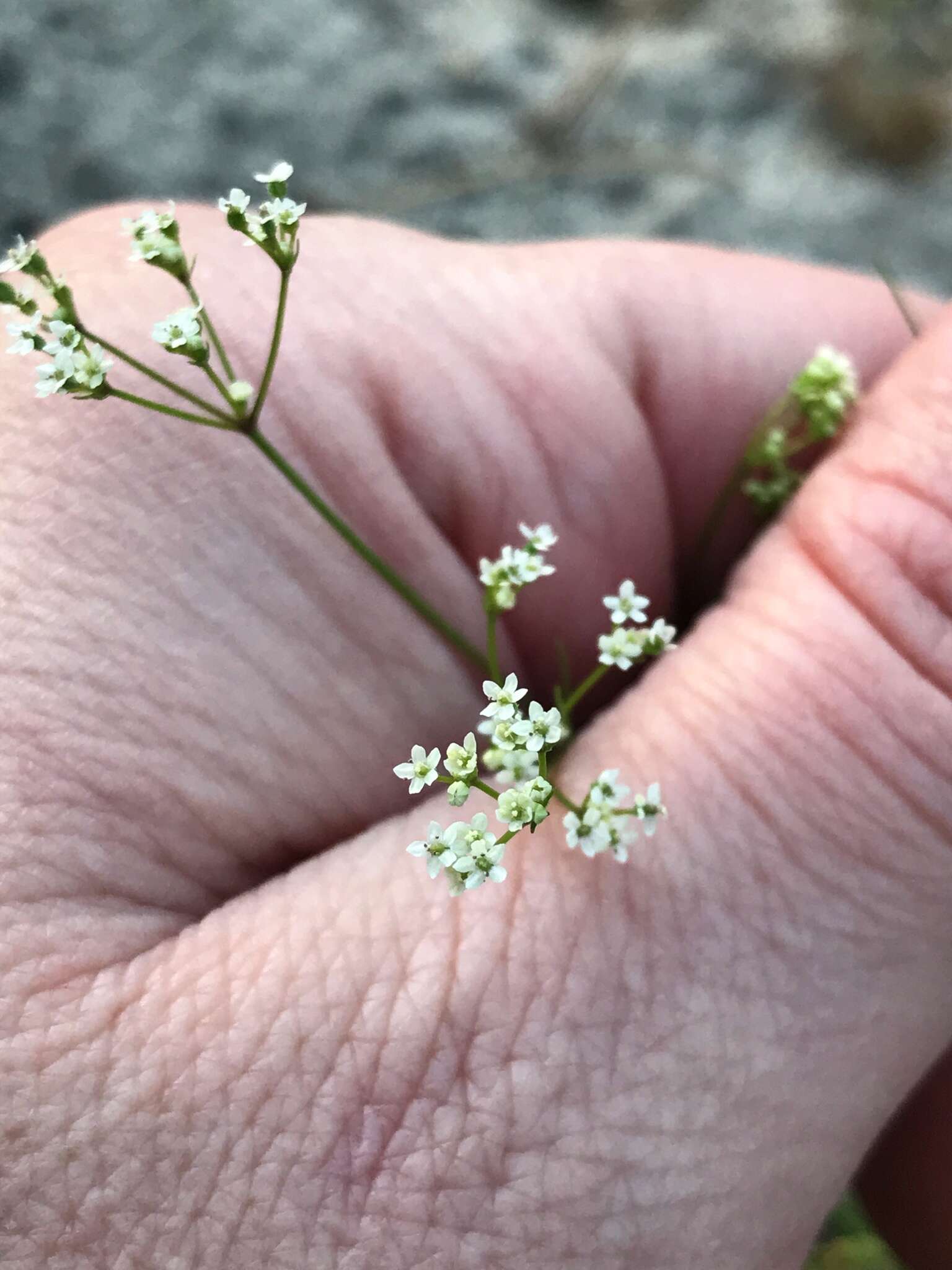 Image of Rough-Fruit Scaleseed