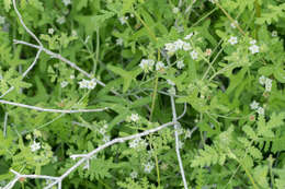 Image of white fiestaflower