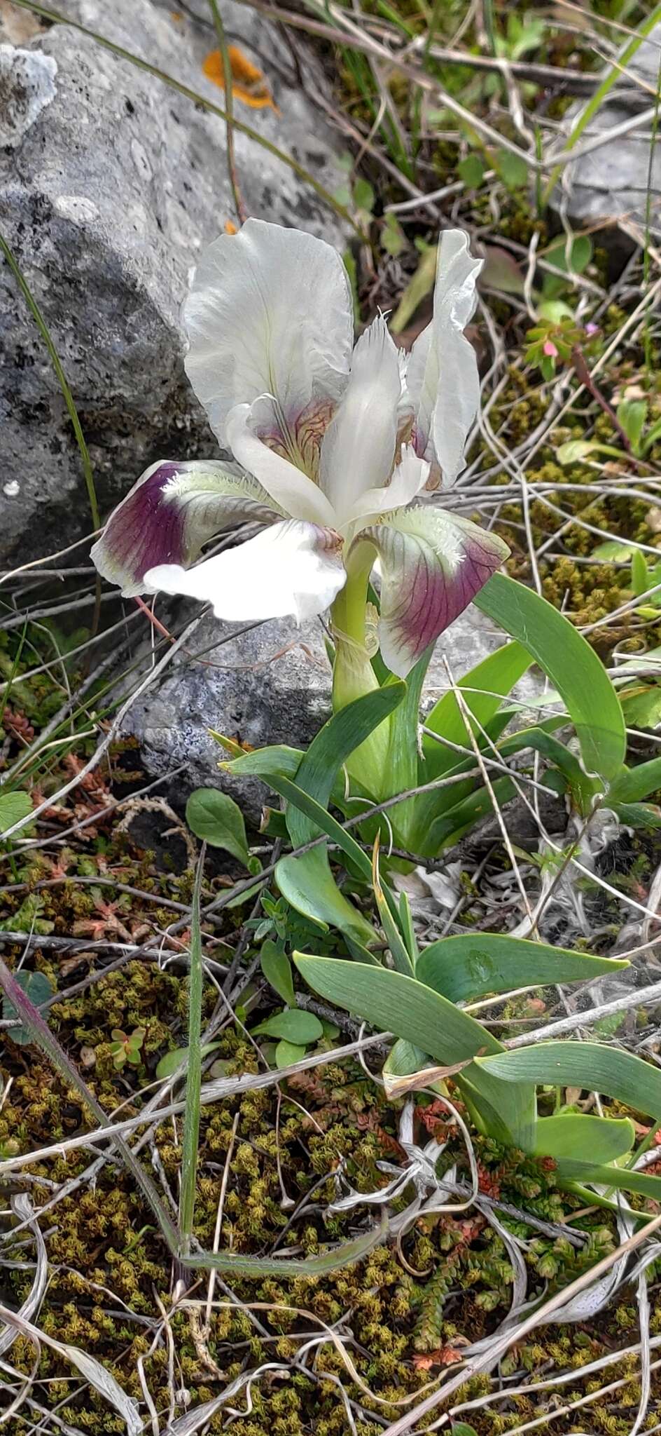 Imagem de Iris pumila subsp. attica (Boiss. & Heldr.) K. Richt.