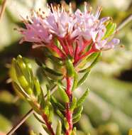 Image of Agathosma cerefolium (Vent.) Bartl. & Wendl. fil.