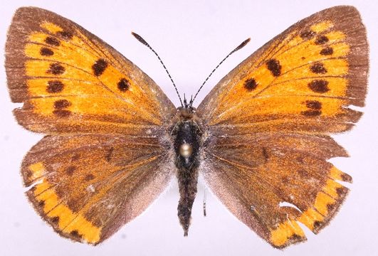 Image of Large Copper
