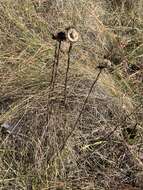 Image of Prickly Grass-Leaf-Aster