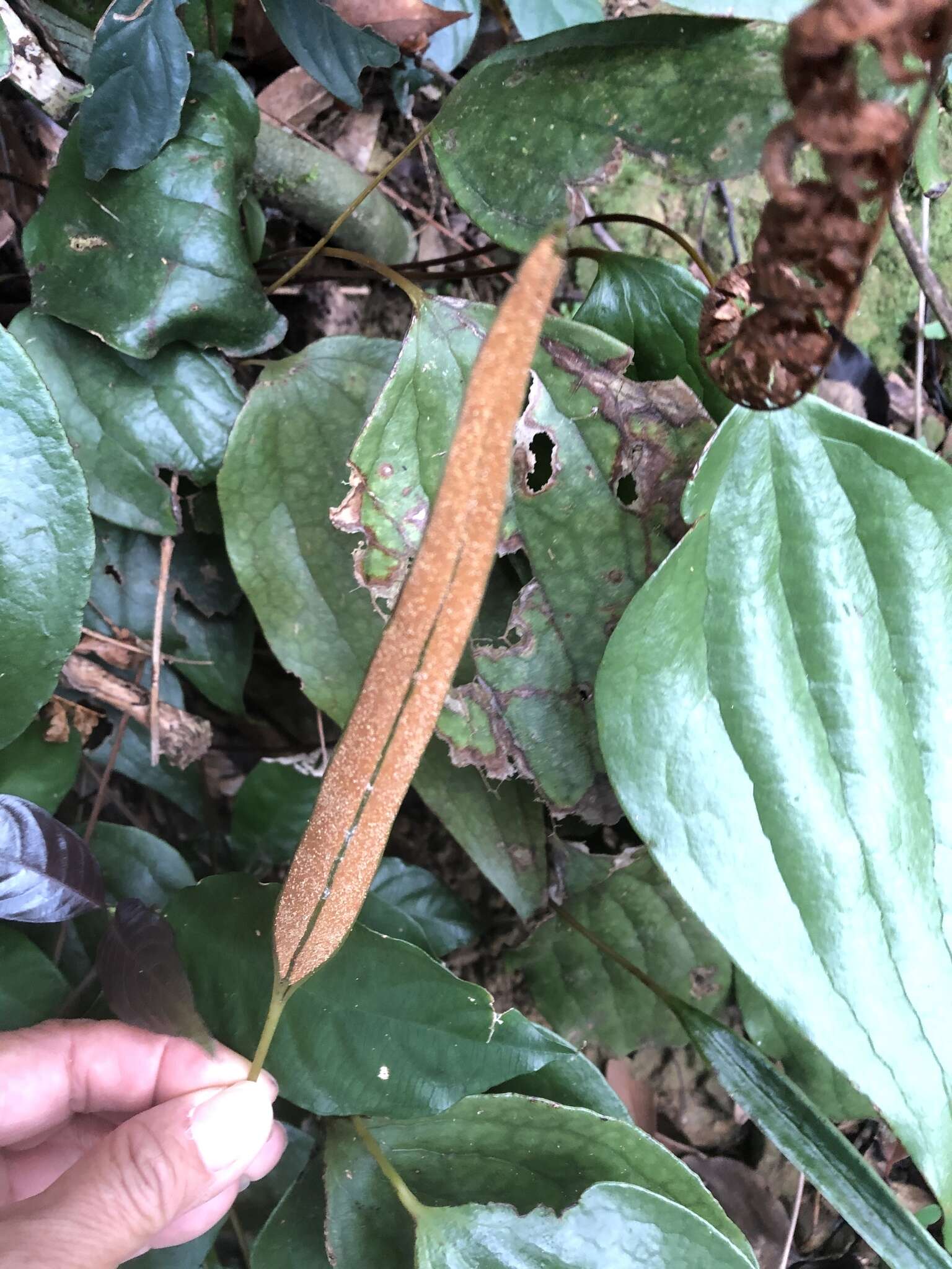 Image of Cheiropleuria integrifolia (D. C. Eaton ex Hook.) M. Kato, Y. Yatabe, Sahashi & N. Murak.