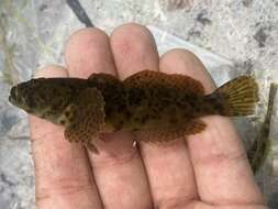 Image of Marbled Sculpin