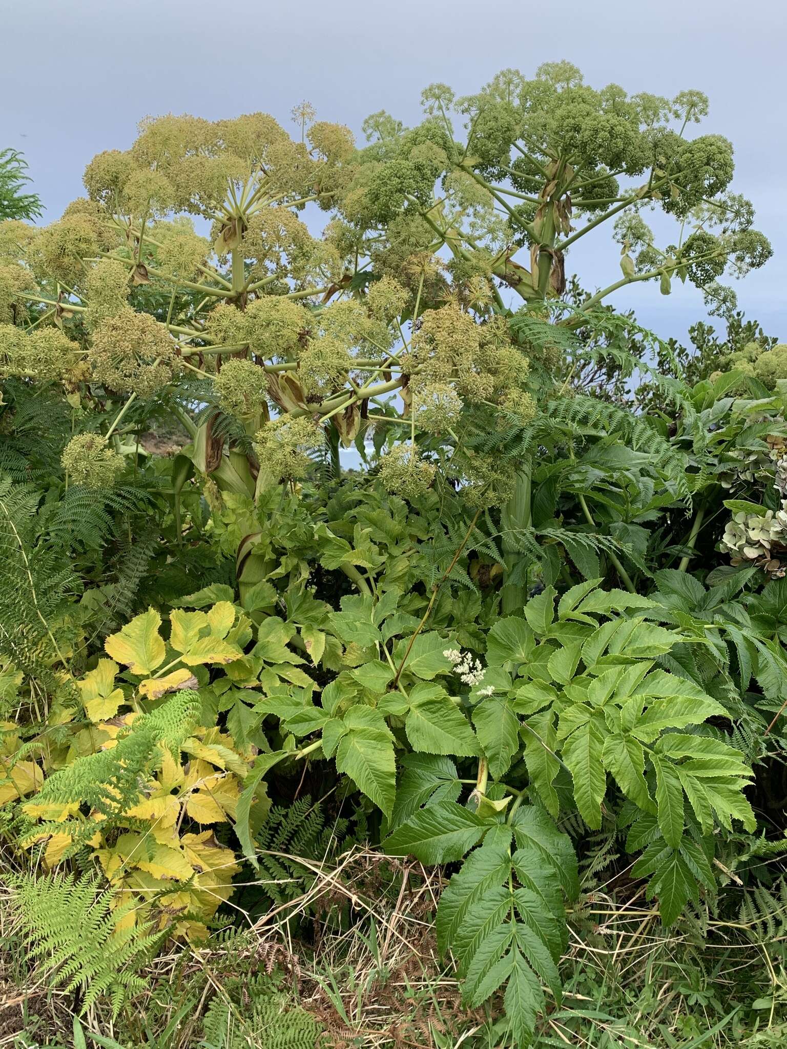 Image of Angelica lignescens