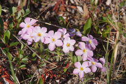 Imagem de Phlox sibirica L.