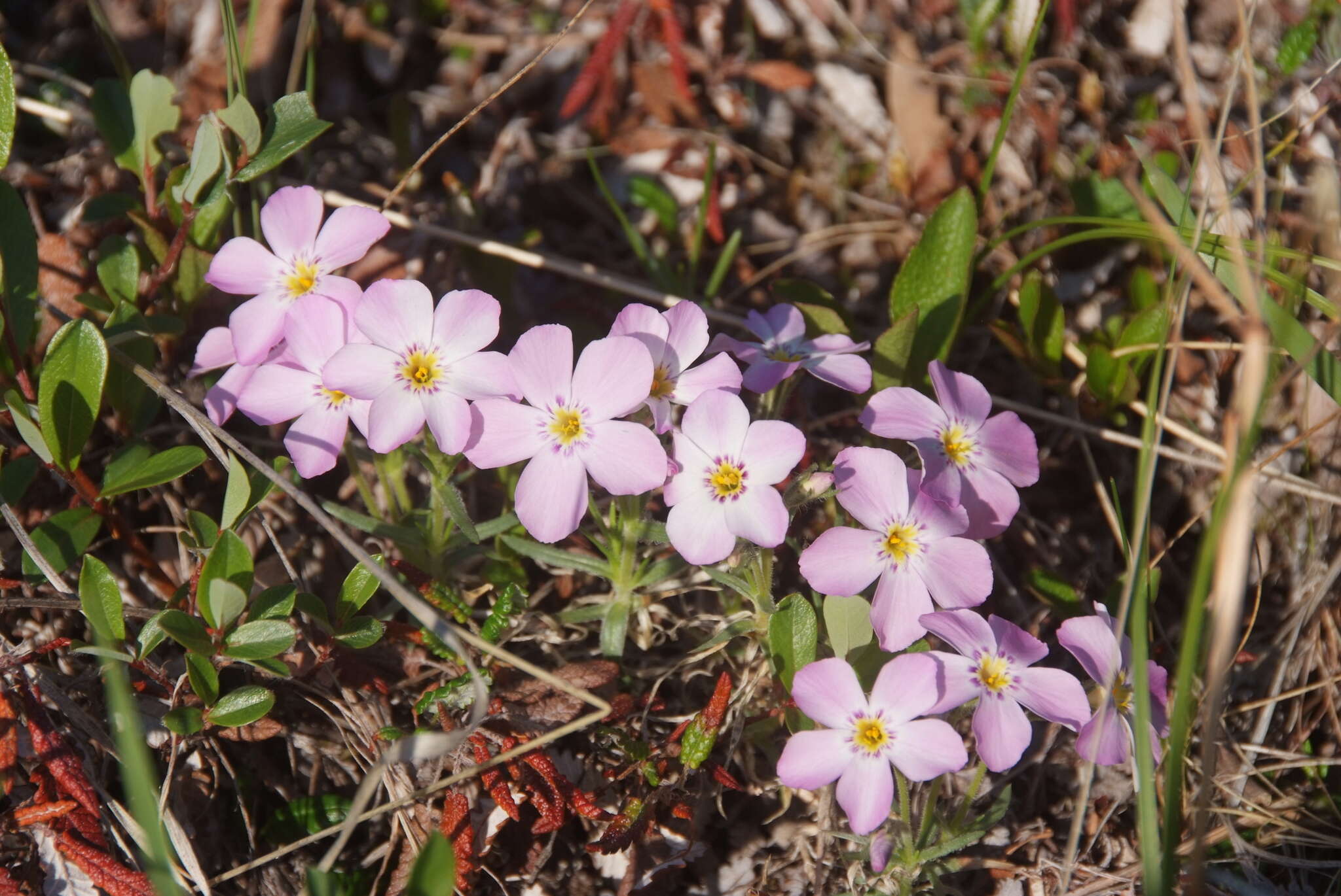 Imagem de Phlox sibirica L.