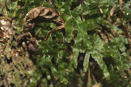 Image of Polyphlebium venosum (R. Br.) Copel.