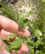 Image of western white honeysuckle