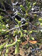 Image of Hakea clavata Labill.