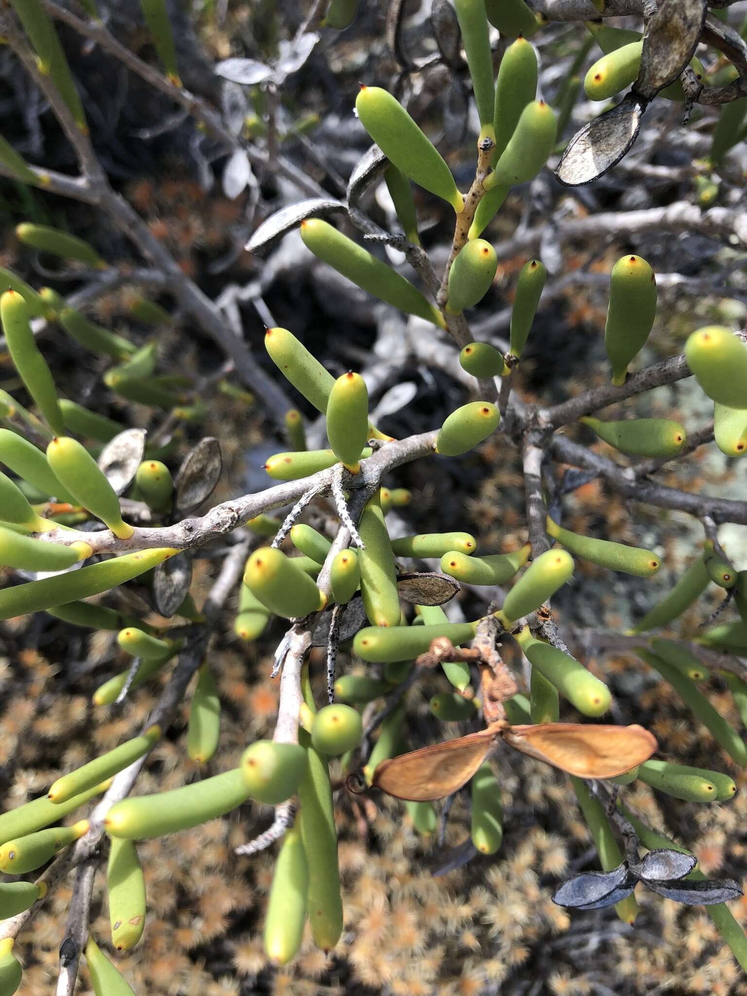 Image of Hakea clavata Labill.