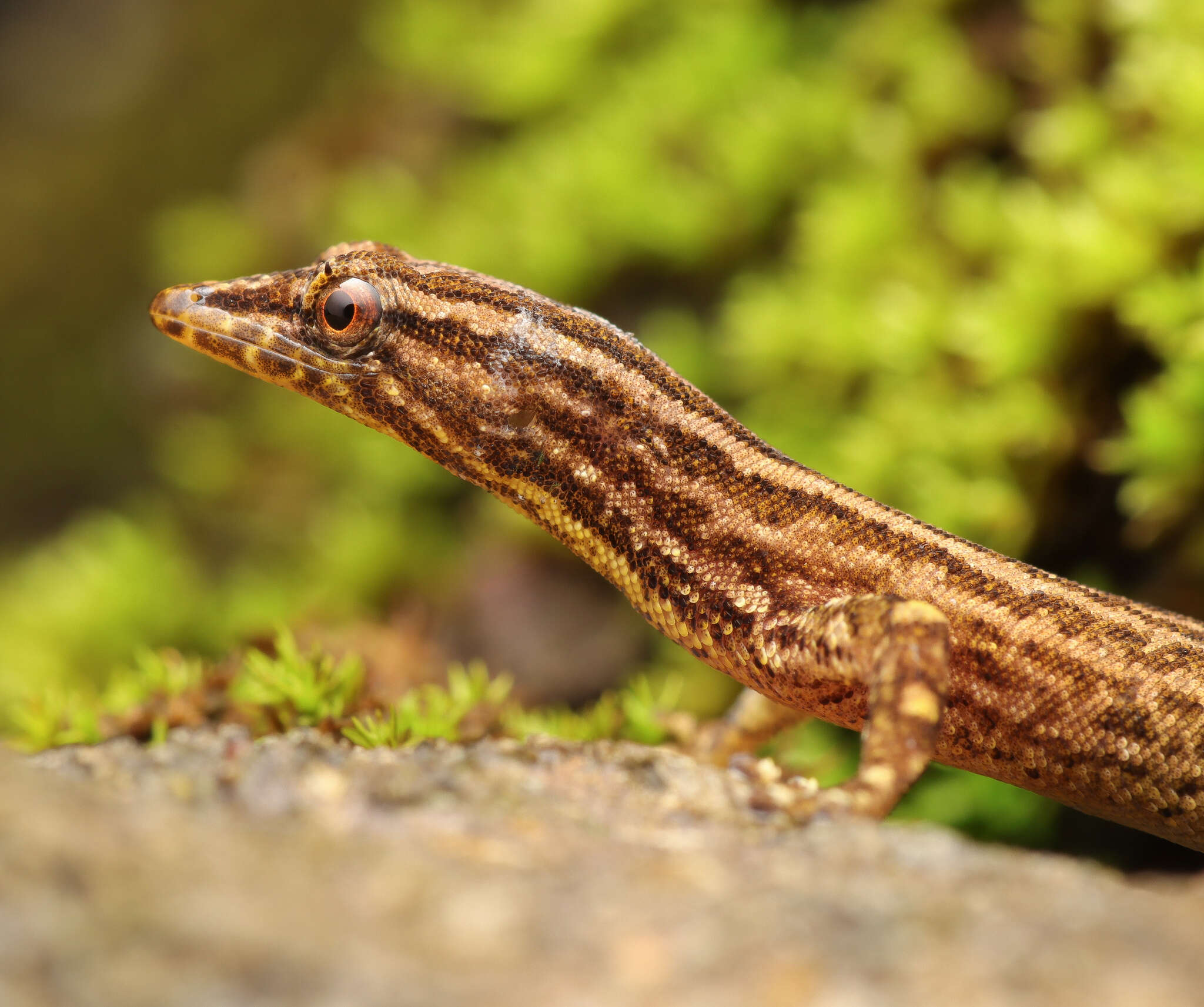 Image of Costa Rica Least GeckO