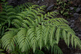 Image of Pteris berteroana J. Agardh