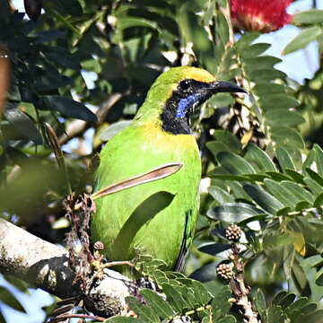 Image of Golden-fronted Leafbird