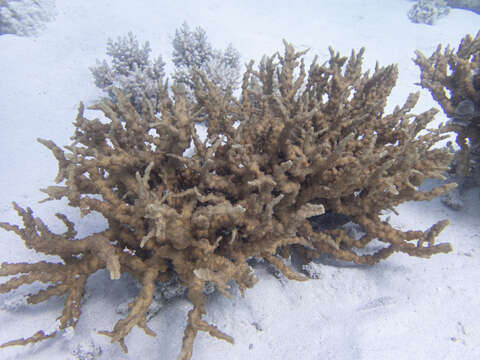 Image of hedgehog coral