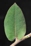 Image of Schreiber's manzanita