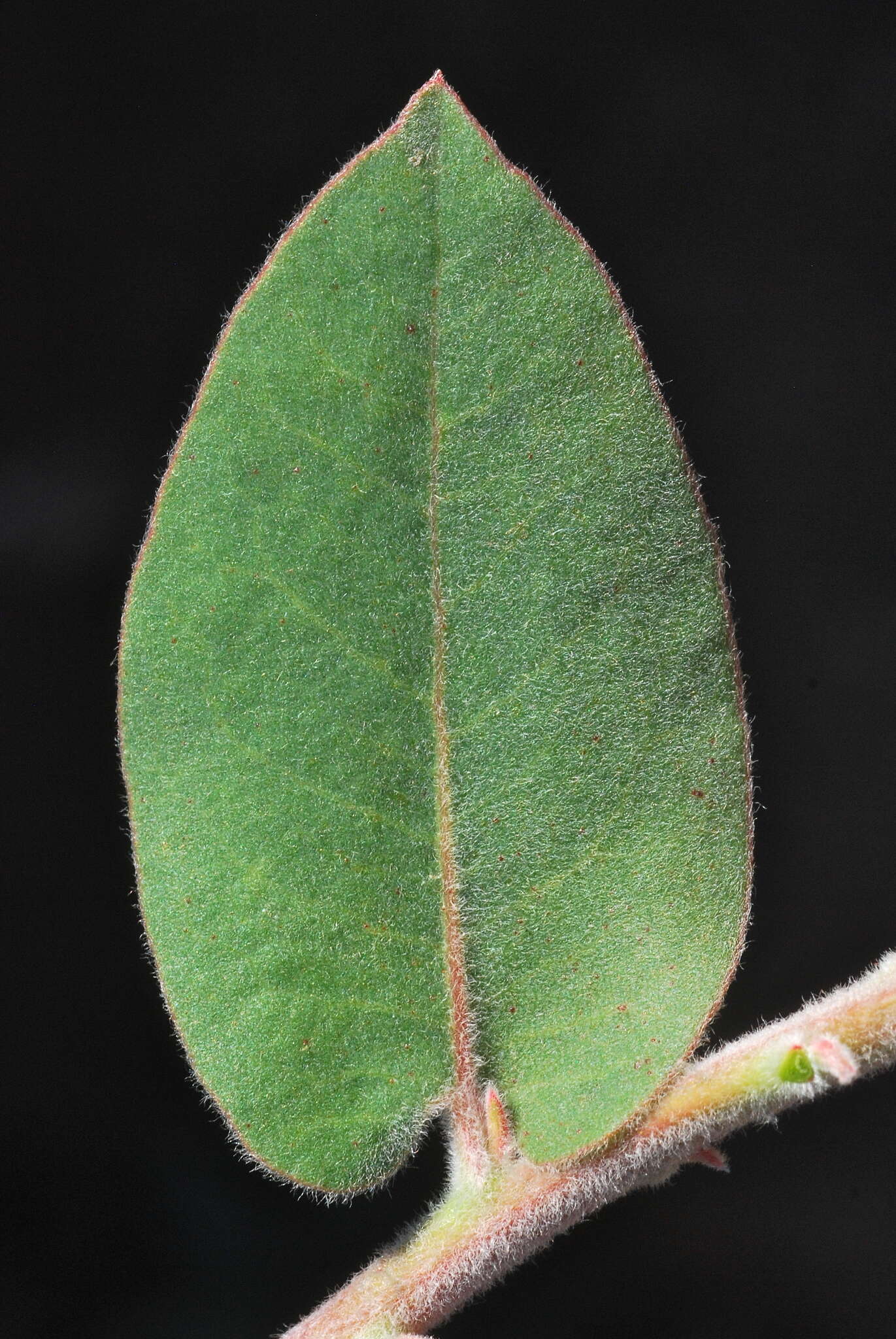 Image of Schreiber's manzanita