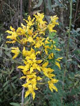 Image of Cyrtochilum revolutum (Lindl.) Dalström