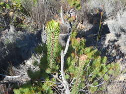 Plancia ëd Leucadendron comosum subsp. comosum