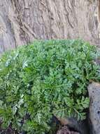 Image of Argyranthemum hierrense C. J. Humphries