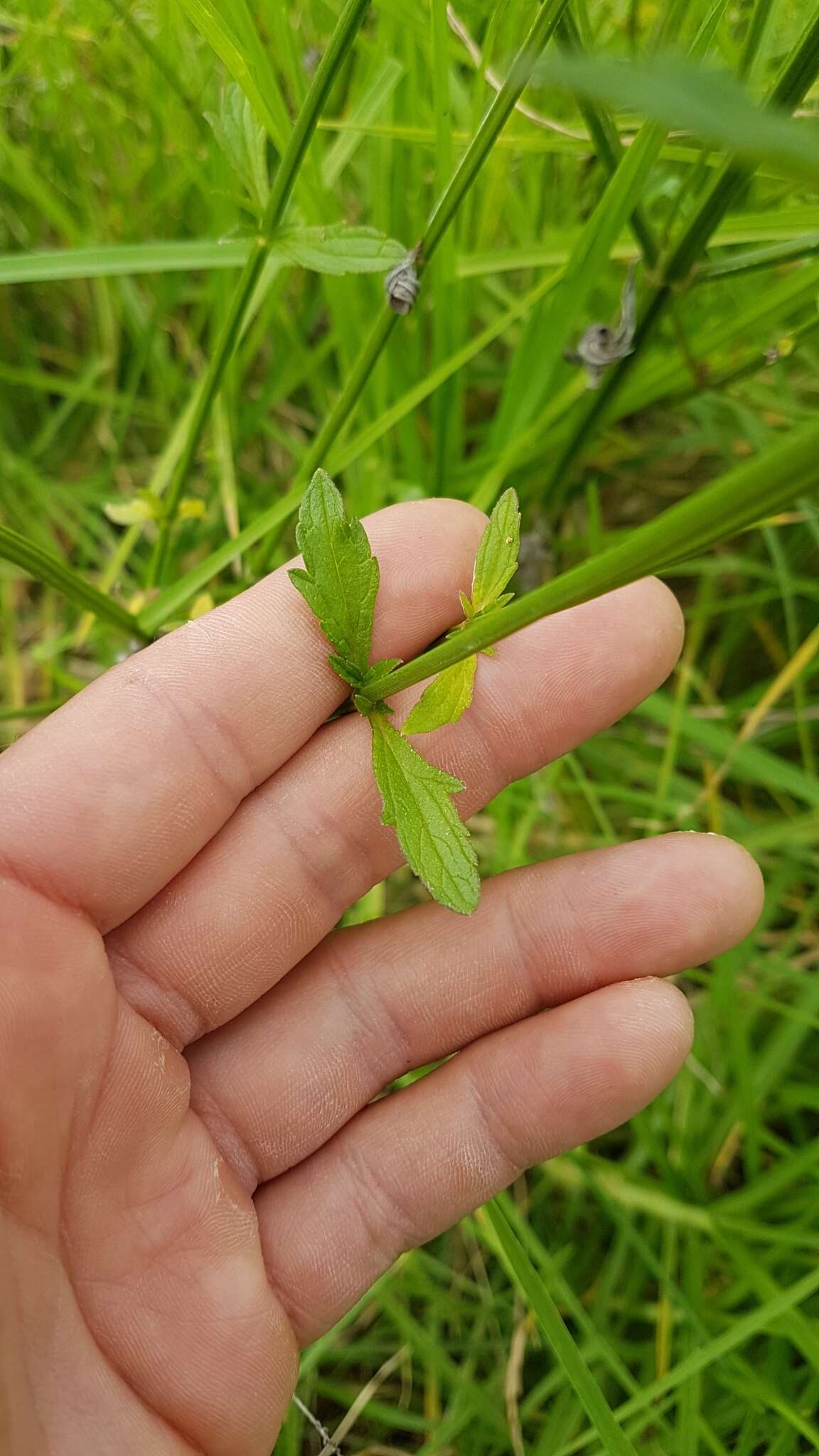 Sivun Verbena litoralis Kunth kuva