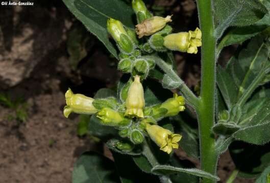 Image of Aztec tobacco