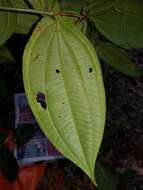 Image of Conostegia dissitiflora (Almeda) Kriebel