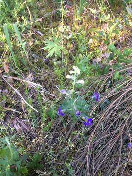 Delphinium menziesii DC.的圖片