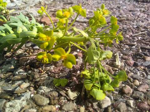 Слика од Euphorbia segetalis var. segetalis