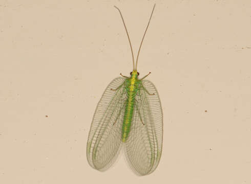 Image of Nothancyla