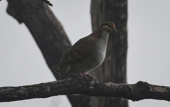 Image of Brush Bronzewing