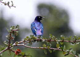 Image of Superb Starling