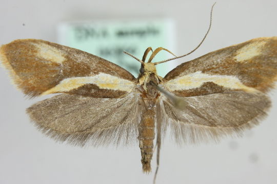 Image of <i>Harpella forficella</i> Scopoli 1763