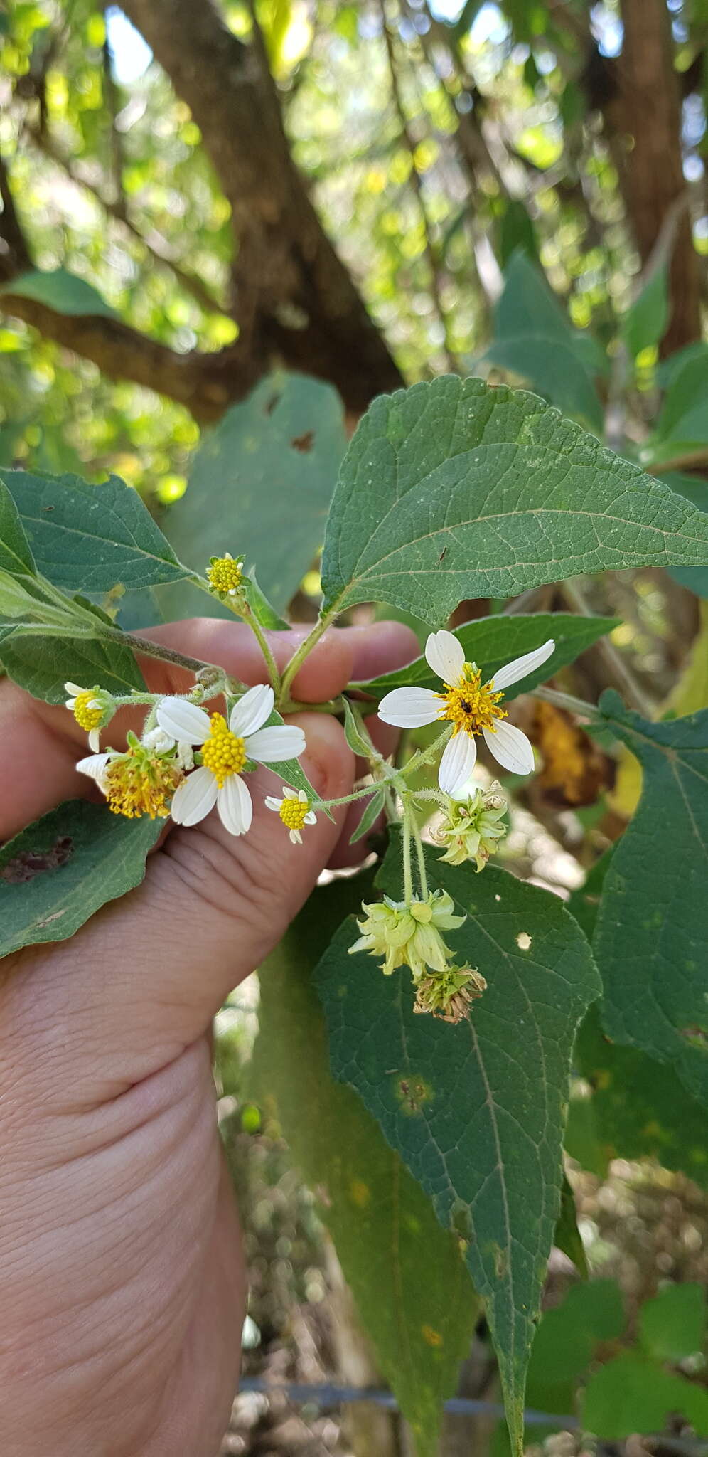 Image of Montanoa leucantha subsp. arborescens (A. P. DC.) V. A. Funk